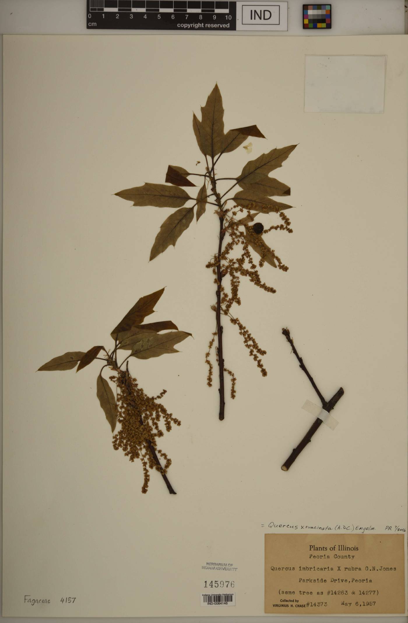 Quercus × runcinata image