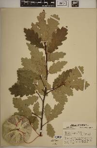 Quercus × sargentii image