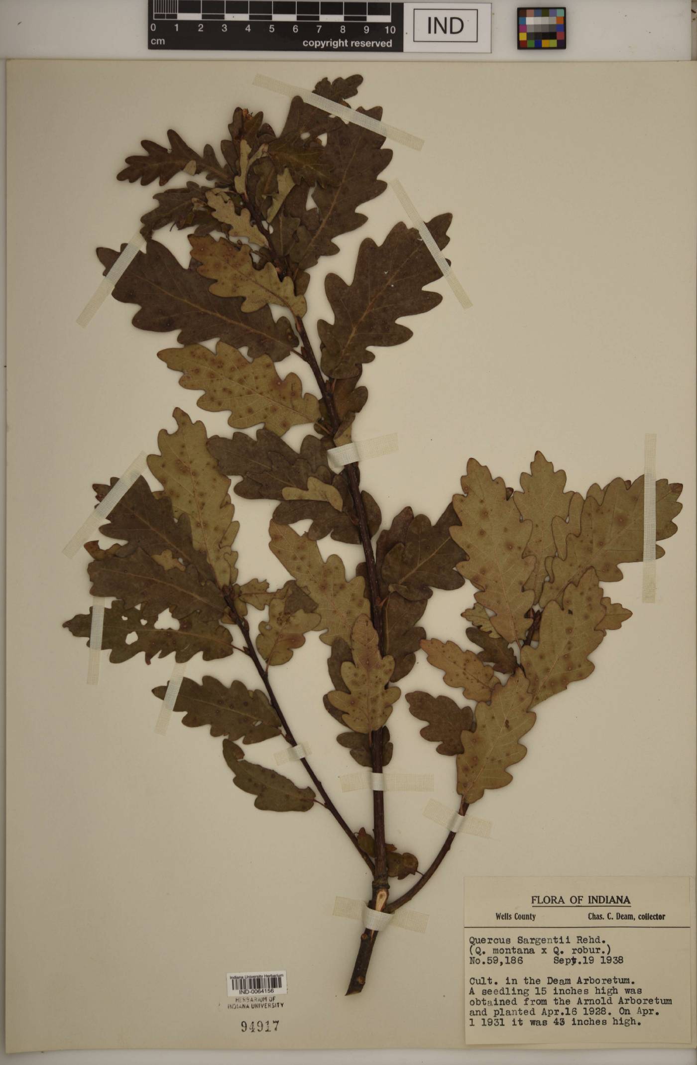 Quercus × sargentii image