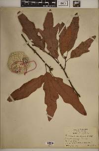 Quercus × schochiana image