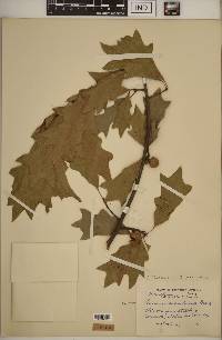 Quercus × schochiana image