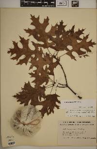 Quercus shumardii image