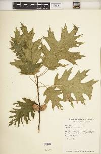 Quercus shumardii image