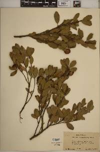 Quercus vaccinifolia image