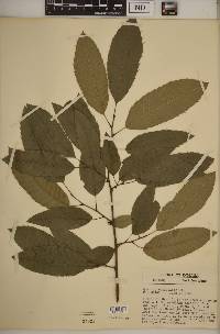 Quercus variabilis image