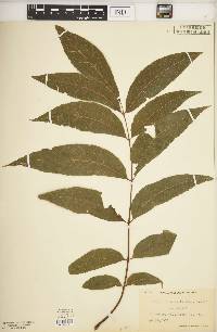 Carya illinoinensis image