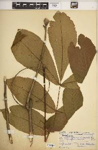 Carya laciniosa image