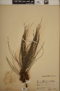 Casuarina equisetifolia image