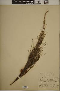 Casuarina equisetifolia image