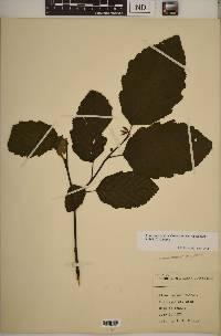 Alnus incana subsp. rugosa image