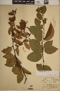 Betula alleghaniensis image