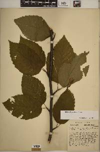 Betula alleghaniensis image