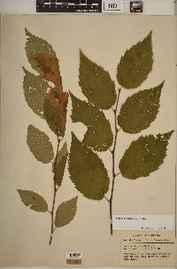 Betula alleghaniensis image