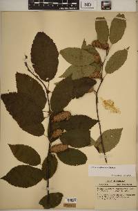 Betula alleghaniensis image