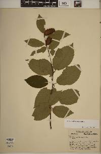 Betula alleghaniensis image