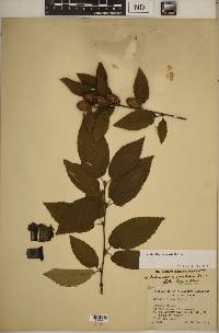 Betula alleghaniensis image