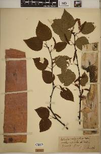 Betula papyrifera image