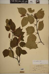 Betula papyrifera image