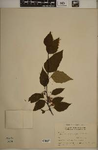 Betula papyrifera image