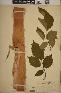 Betula papyrifera image