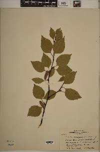 Betula papyrifera image