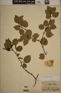 Betula papyrifera image