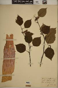 Betula papyrifera image