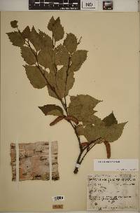 Betula papyrifera image