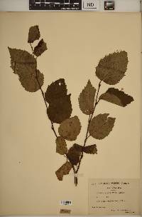 Betula papyrifera image