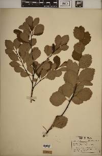 Betula pumila image