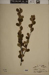 Betula pumila image