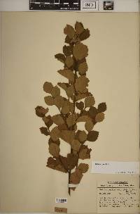 Betula pumila image