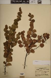 Betula pumila image