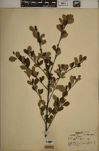 Betula pumila image