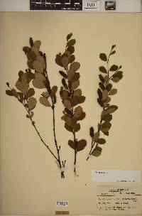 Betula pumila image