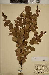 Betula pumila image