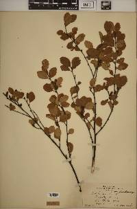 Betula pumila image