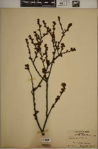 Betula pumila image