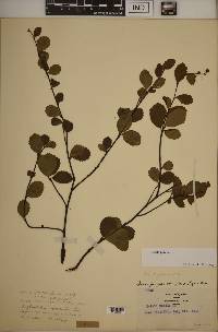 Betula pumila image