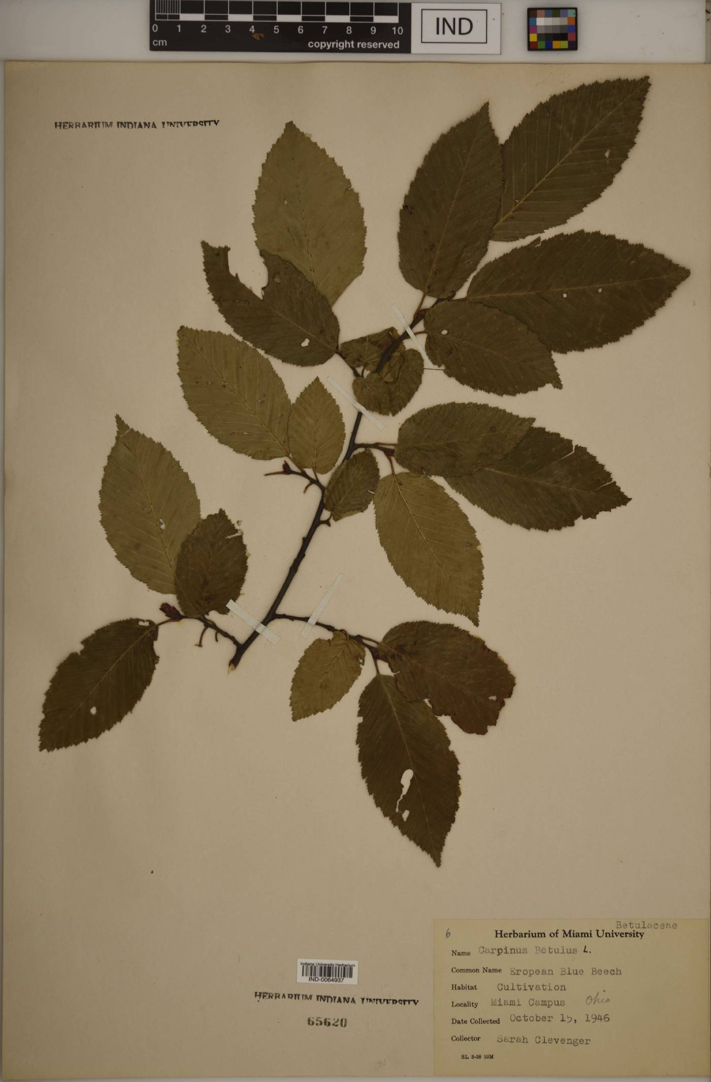 Carpinus betulus image