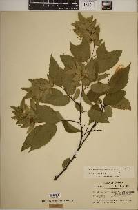 Carpinus caroliniana subsp. virginiana image