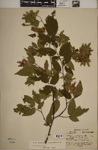 Carpinus caroliniana subsp. virginiana image