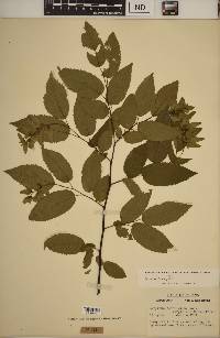 Carpinus caroliniana subsp. virginiana image