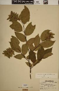 Carpinus caroliniana subsp. virginiana image