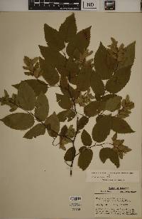 Carpinus caroliniana subsp. virginiana image