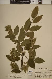 Carpinus caroliniana subsp. virginiana image