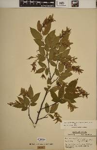 Carpinus caroliniana subsp. virginiana image