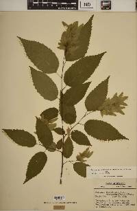 Carpinus caroliniana subsp. virginiana image