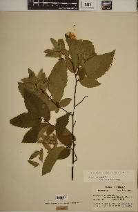 Carpinus caroliniana subsp. virginiana image