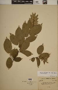 Carpinus caroliniana subsp. virginiana image